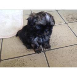Shih tzu pups