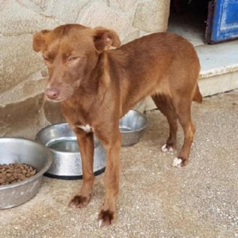 ACE: Nuca, timide Podenco kruising zoekt een lieve familie