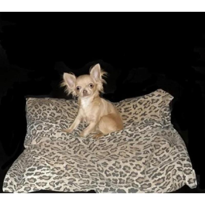 Mooi klein chihuahua teefje