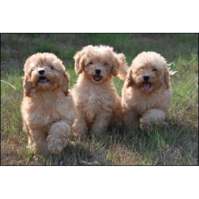 Poedel pups