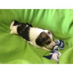 Beagle pups. Nog een Teefje Beschikbaar