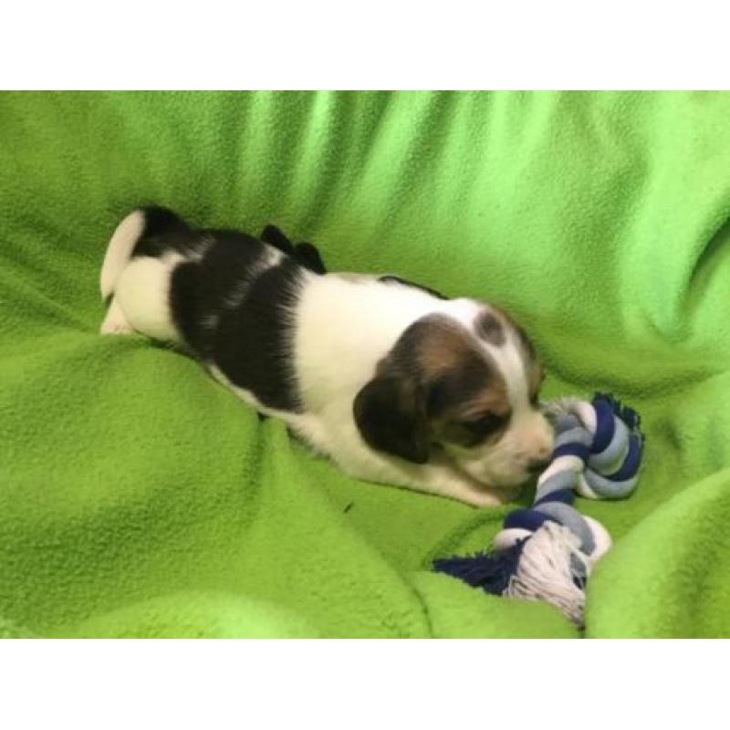 Beagle pups. Nog een Teefje Beschikbaar
