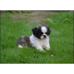 Pekingees pups