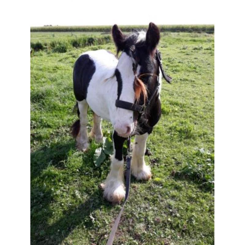 Te koop onze knappe tinker!