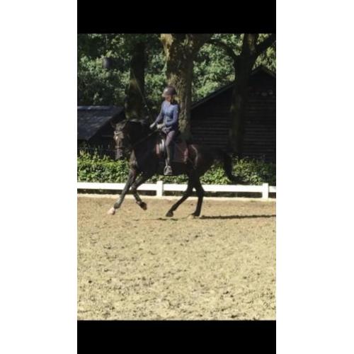 dressuurpaard