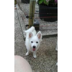 keeshondpups te koop