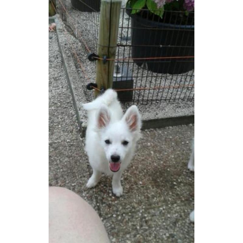 keeshondpups te koop