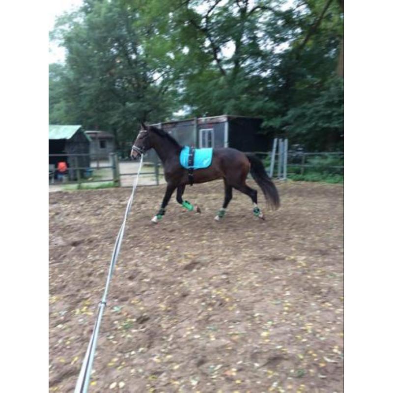 Super brave merrie te koop Kwpn type tuigpaard