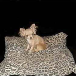 Mooi klein chihuahua teefje