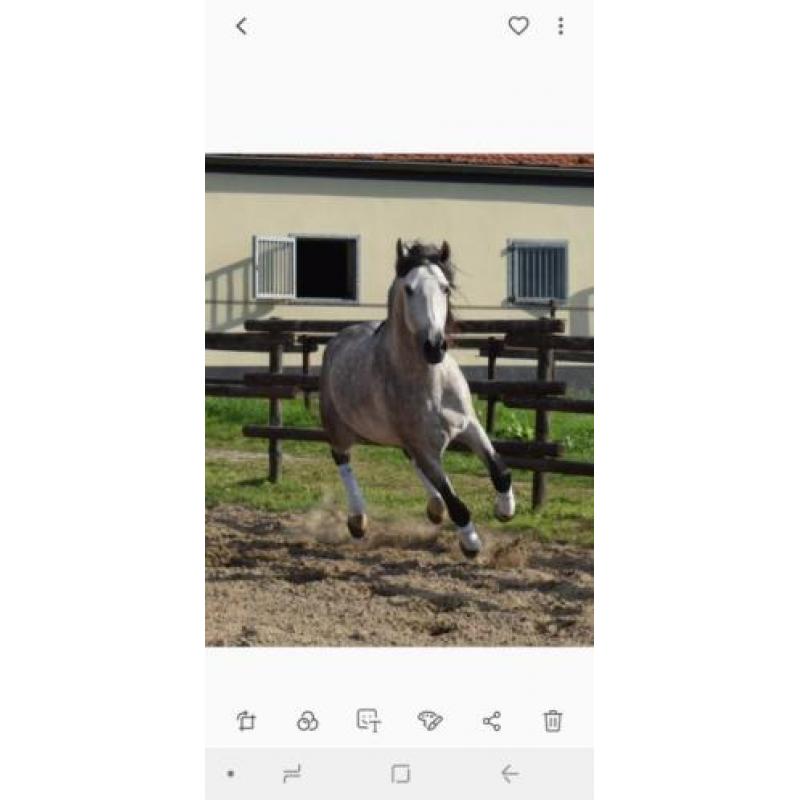 Super gave PRE andalusier hengst 7 jaar schimmel
