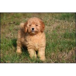 Poedel pups