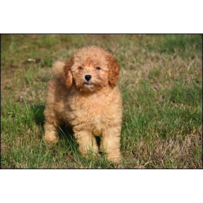Poedel pups