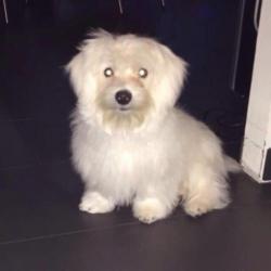 maltezer mannetje te koop