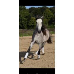 Super gave PRE andalusier hengst 7 jaar schimmel
