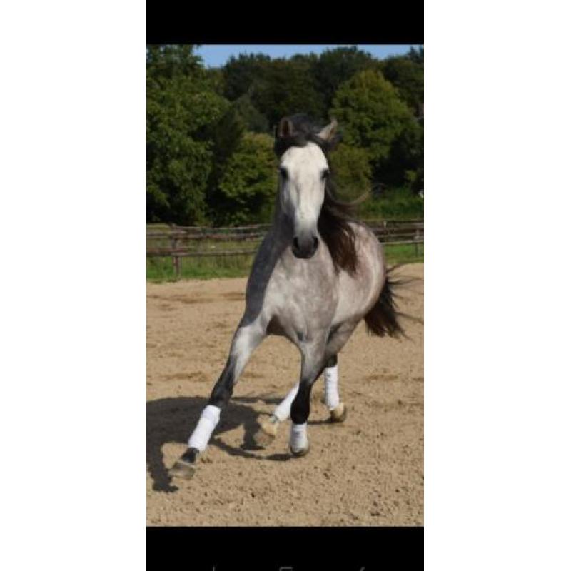 Super gave PRE andalusier hengst 7 jaar schimmel