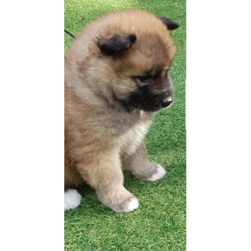 Akita pups