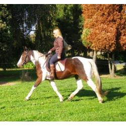 Goedgekeurde Knappe Paint en Super Braaf Bont Rijpaard