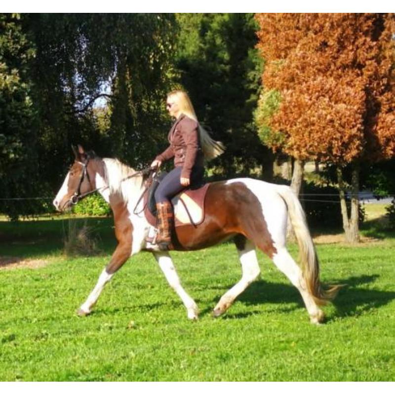 Goedgekeurde Knappe Paint en Super Braaf Bont Rijpaard