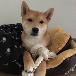 Shiba Inu is opzoek naar teefje