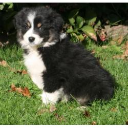 Prachtig nestje border collie pups