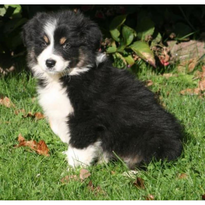 Prachtig nestje border collie pups