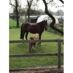 Super betrouwbaar recreatiepaard KWPN Ruin incl. spullen