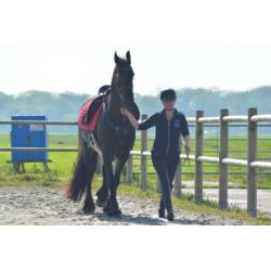 Friese merrie 8jr zkt partner voor eindeloze buitenritten.