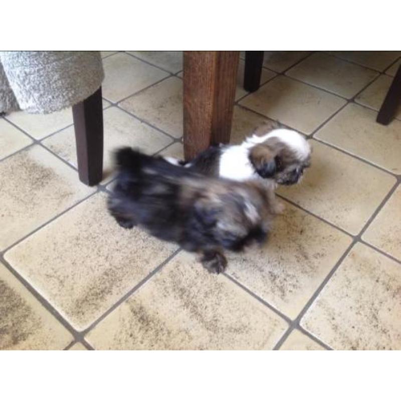 Shih tzu pups