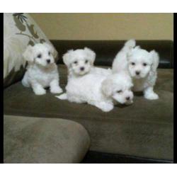 Mini Maltezer pups hagelwit