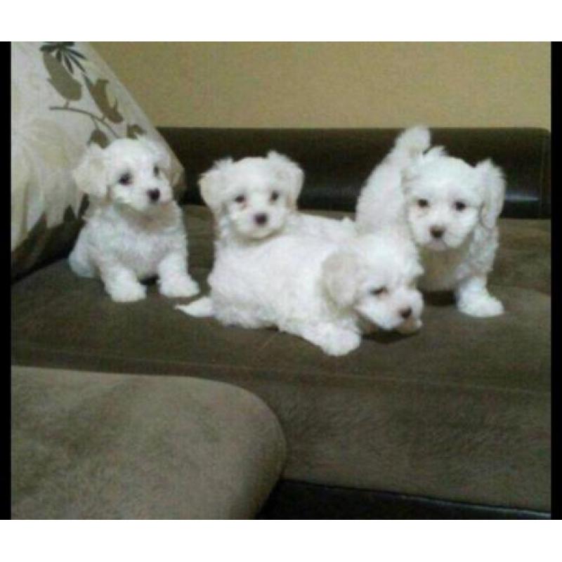 Mini Maltezer pups hagelwit