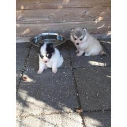 pomsky pups (mini husky)