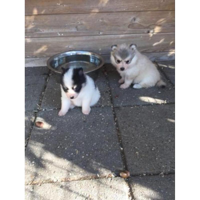 pomsky pups (mini husky)