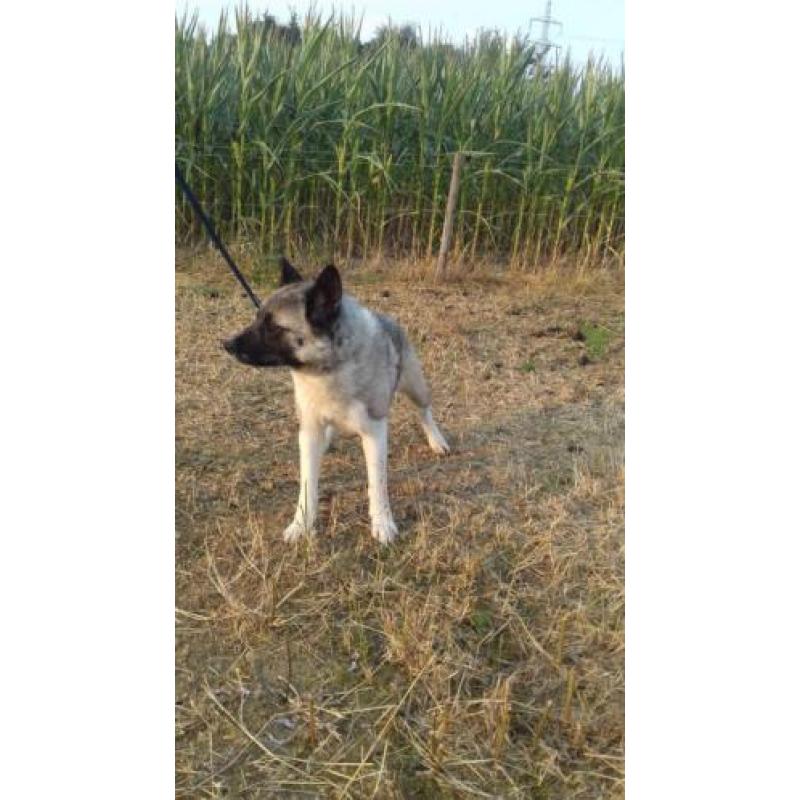 akita