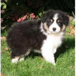 Prachtig nestje border collie pups