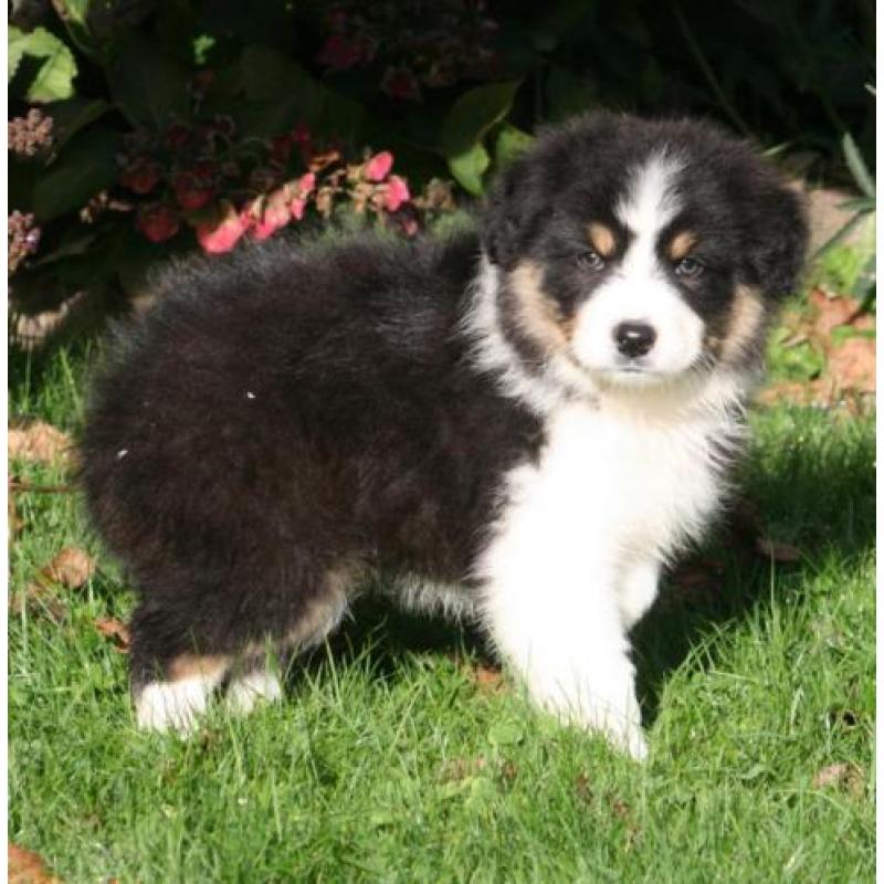 Prachtig nestje border collie pups