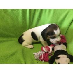 Beagle pups. Nog een Teefje Beschikbaar