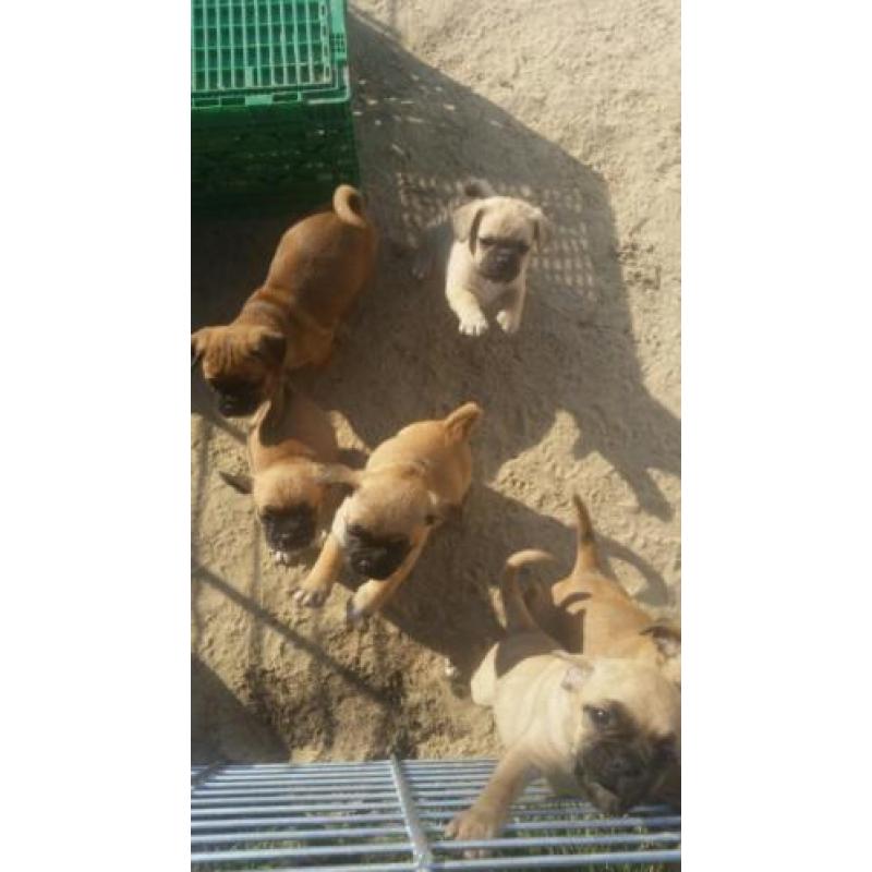 Mops chihuaha puppys