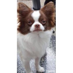Chihuahua choco witte prachtig reutje ..