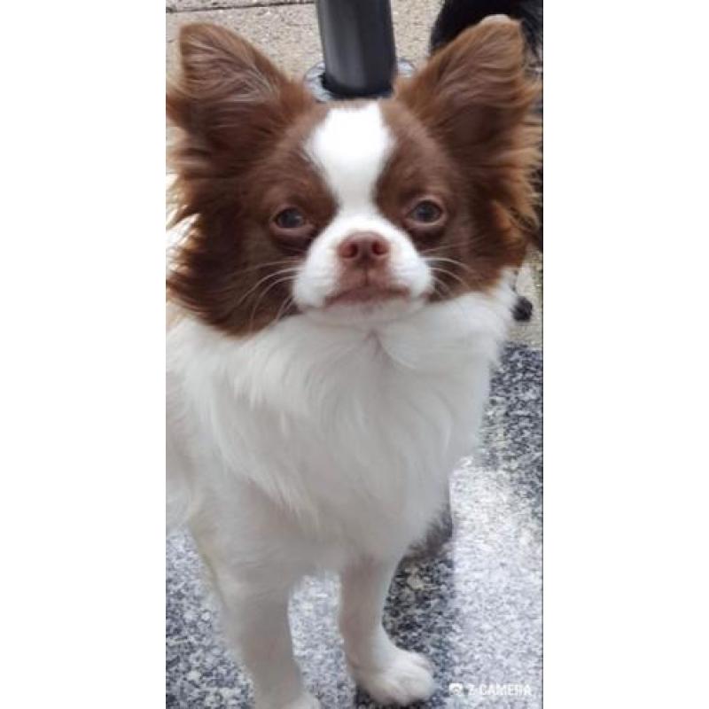 Chihuahua choco witte prachtig reutje ..