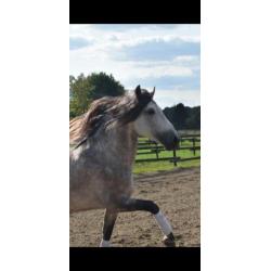 Super gave PRE andalusier hengst 7 jaar schimmel