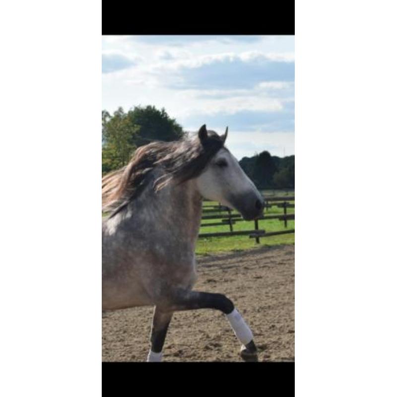 Super gave PRE andalusier hengst 7 jaar schimmel