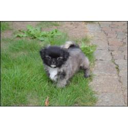 Pekingees pups