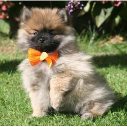 Lieve dwergkeesjes en pomeriaantjes te koop