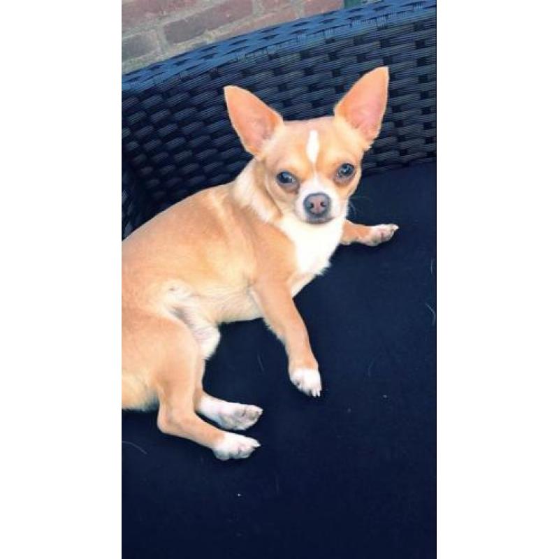 Chihuahua dekreu!! (Niet te koop)