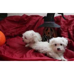 Mini Maltezer pups hagelwit