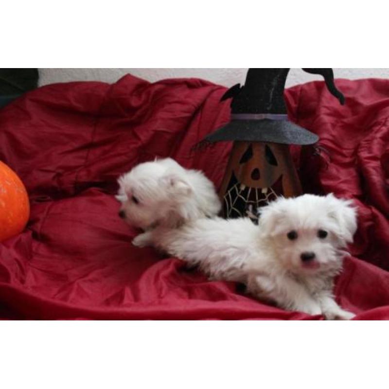 Mini Maltezer pups hagelwit