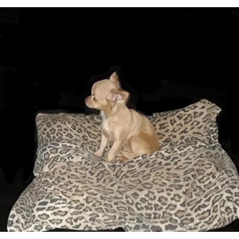 Mooi klein chihuahua teefje