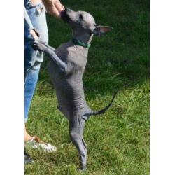 Te koop: Xoloitzcuintle Mexicaanse naakthond puppy's