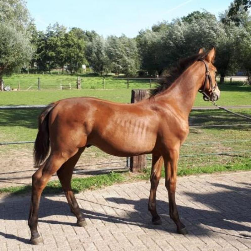 Hengstveulen