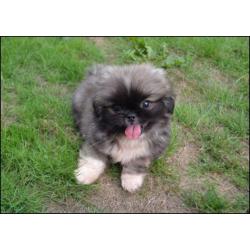 Pekingees pups